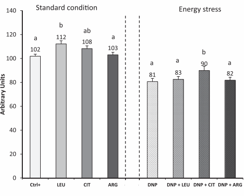 Hoe citrulline spieren sterk houdt tijdens fysiologische stress