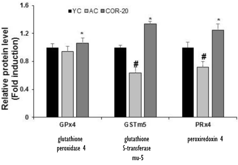 Cordycepin uit Cordyceps militaris verjongt de testes