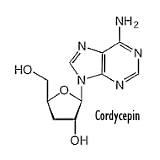 Cordycepin uit Cordyceps militaris verjongt de testes