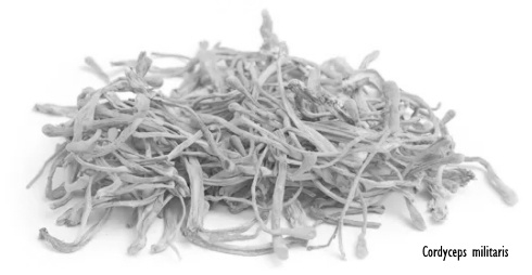 Cordycepin uit Cordyceps militaris verjongt de testes
