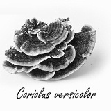 Extract van elfenbankje maakt fitter en sterker