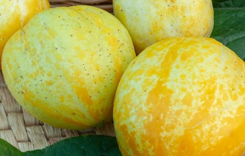 Alleen in komkommers uit je eigen moestuin zit misschien idoBR-1