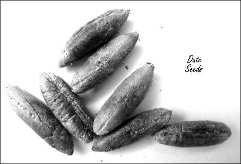 Thee van dadelpitten voor meer testosteron