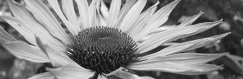 Echinacea purpurea betere griepvirusremmer dan oseltamivir