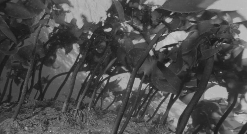 De onderschatte ergogene potentie van Ecklonia cava