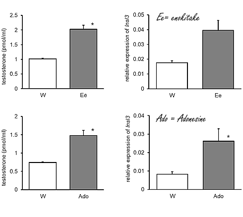 Over enokitake, testosteron en adenosine