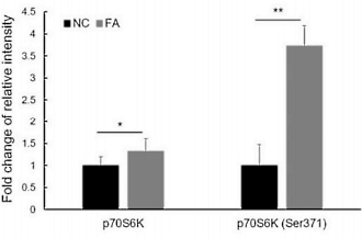 Ferulic acid, het anabool in popcorn