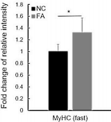 Ferulic acid, het anabool in popcorn