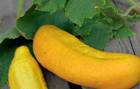 Alleen in komkommers uit je eigen moestuin zit misschien idoBR-1