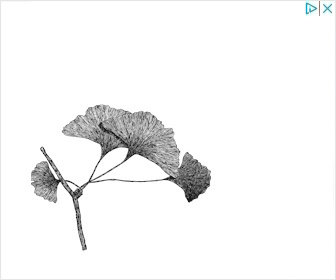 Ginkgo biloba