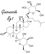 Paar milligram van ginsengsteroid Rg1 maakt je fitter