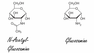 N-Acetylglucosamine versnelt vorming spiervezels
