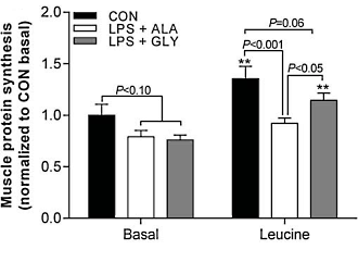 Als leucine geen spiergroei stimuleert, combineer het dan met glycine