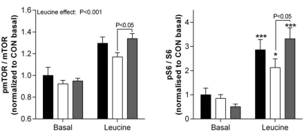 Als leucine geen spiergroei stimuleert, combineer het dan met glycine