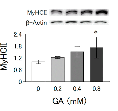 Glyoxylzuur, een glycinemetaboliet met een anabole werking