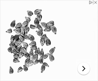 Grape Seed Extract