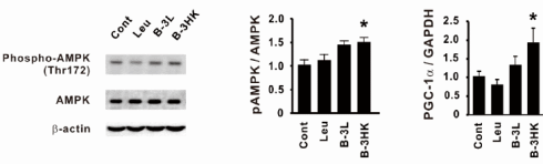 Bifidobacterium breve B3, een bacterie voor je spieren