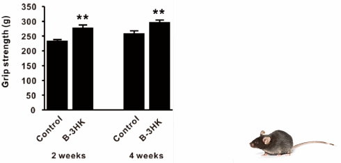 Bifidobacterium breve B3, een bacterie voor je spieren