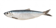 Haringkuit, een volwaardige bron van omega-3-vetzuren