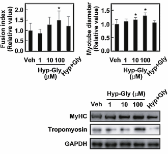 Het dipeptide hydroxyprolylglycine, dat in het bloed verschijnt nadat je gelatine of collageen hebt gegeten, heeft waarschijnlijk een anabole werking. Het stimuleert de vorming van spiervezels en maakt ze groter en sterker. Dat schrijven onderzoekers van Osaka Prefecture University binnenkort in Biochemical and Biophysical Research Communications.