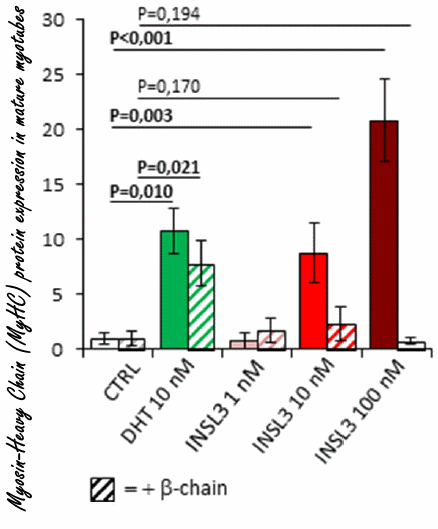 Insulin-like peptide-3, een onbekend testiculair anabool hormoon