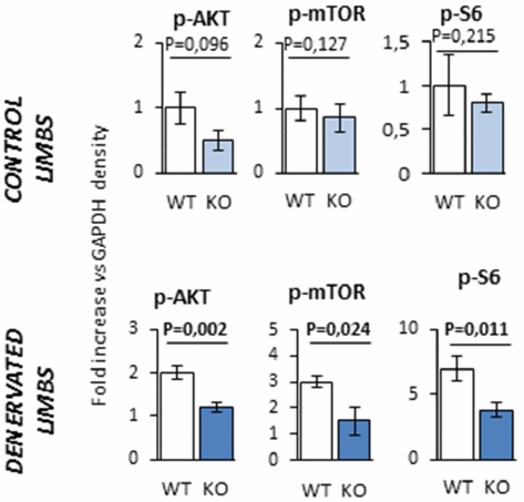 Insulin-like peptide-3, een onbekend testiculair anabool hormoon