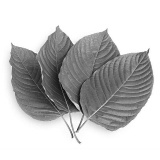 Humane studie | Dit is de pijnstillende werking van kratom