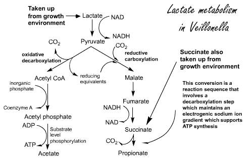 Veillonella, de bacterie die het metabolisme van sporters opvoert