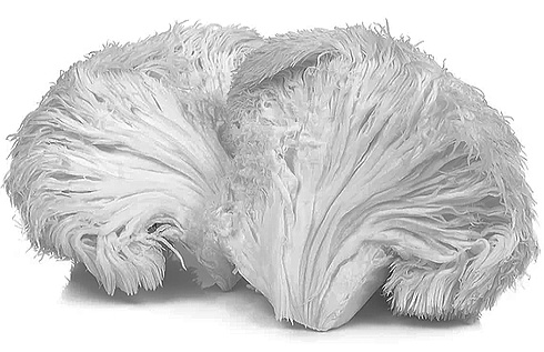 Lion's Mane houdt 50-plussers bij de cognitieve pinken