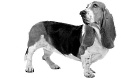 Wil je langer leven? Neem een hond