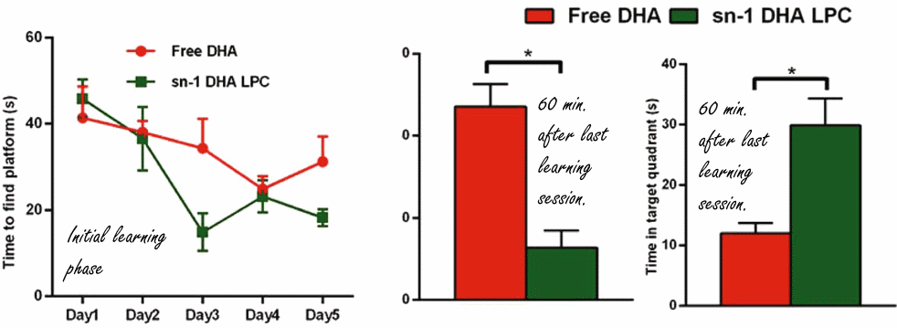 Nieuwe omega-3-analoog sn1-DHA-LPC verbetert geheugen