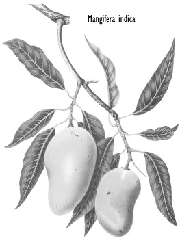 Mangiferine, een noötropicum voor een snellere sprint