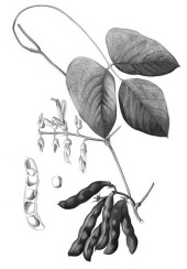 Mucuna pruriens maakt grijs haar weer donker