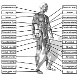 Krachttraining zonder schema? Dan ook geen spiergroei