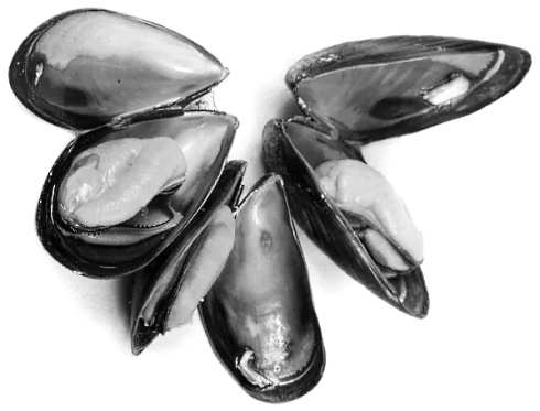 Omega-3-vetzuren kun je ook uit mosselen halen