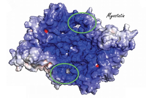 New follistatin analogue makes muscles 19 percent larger in a week