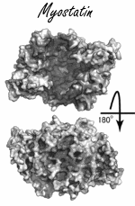 Permanente vergroting spiermassa en afname vetmassa na eenmalige toediening van myostatineremmer bimagrumab