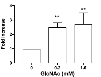 N-Acetylglucosamine versnelt vorming spiervezels