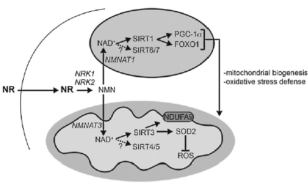Spiercel wordt superspiercel door nicotinamide-riboside