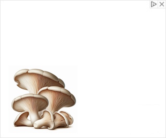 Paddenstoelen