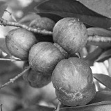 Phaleria macrocarpa: meer testosteron, meer vruchtbaarheid