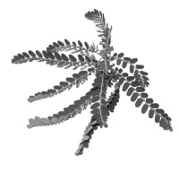 Phyllanthus amarus reduceert spierpijn