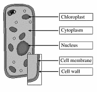Plantencel