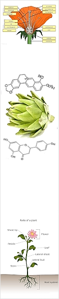 Plantenextracten