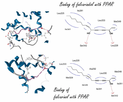 Polyacetylenen voor diabeten (en bodybuilders)