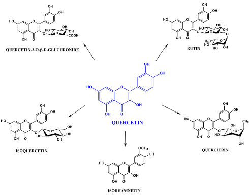 Ook analogen van quercetine beschermen tegen virussen