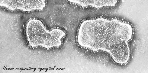 Verse gember haalt de angel uit het verkoudheidsvirus