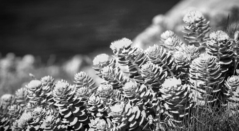Beschermt Rhodiola rosea tegen ebola?