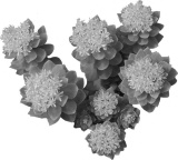 Rhodiola rosea vergroot reactiesnelheid