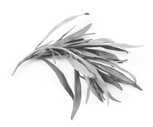 Creatinesuppletie met Russian Tarragon in plaats van glucose: net zoveel vetvrije massa erbij, maar een stuk droger